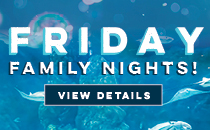 Friday Family Nights