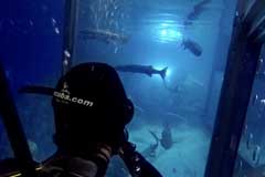 Scuba diver cage view Shark Cage Experience