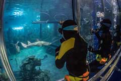 Scuba diver cage view Shark Cage Experience