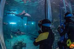 Scuba diver cage view Shark Cage Experience