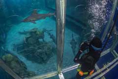 Scuba diver cage view Shark Cage Experience