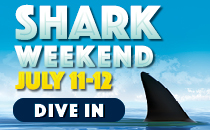 Shark Awareness Day