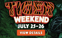 Tiger Weekend