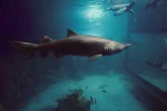 View of Shark Shark Cage Experience